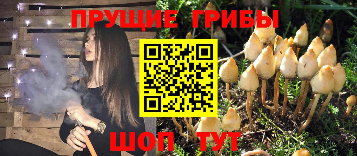 Луга  Галлюциногенные грибы Psilocybe  Вход с VPN 